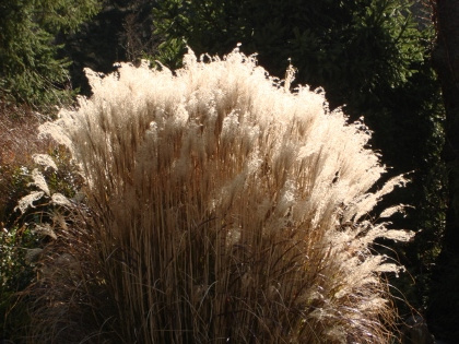 YAKU JIMA