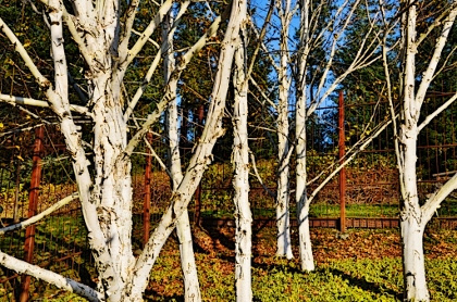 HIMALAYAN BIRCH