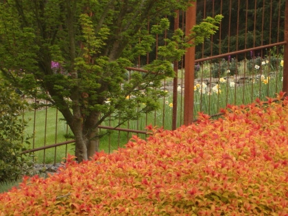 SPIRAEA MAGIC CARPET