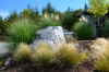 ROCKS AND GRASSES