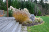WINTER GRASSES